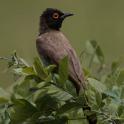 African Red-eyed Bulbul-0815